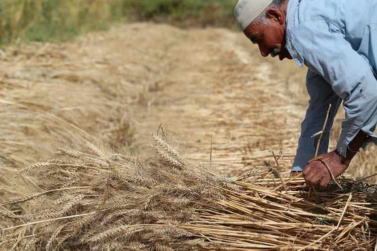 تولید گندم مصر با حمایت دولت اقتصاد مقاومتی خرید تضمینی گندم