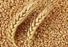 صادرات گندم پاکستان اقتصاد مقاومتی خرید تضمینی گندم
