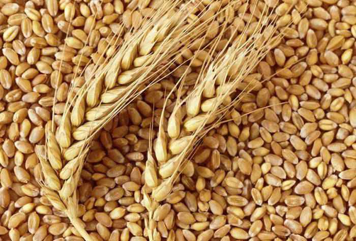صادرات گندم پاکستان اقتصاد مقاومتی خرید تضمینی گندم