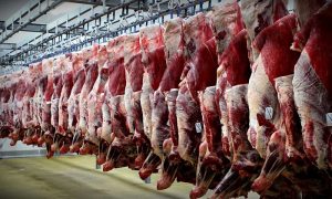 حمایت از تولید گوشت قرمز اقتصاد مقاومتی