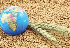 تولید گندم ژاپن اقتصاد مقاومتی