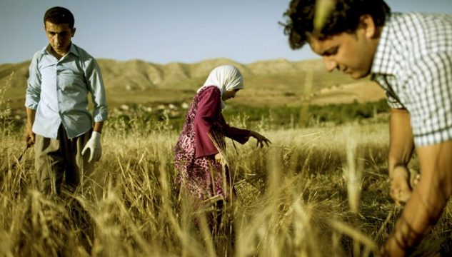 افزایش قیمت گندم در عراق اقتصاد مقاومتی
