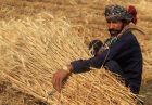 افزایش قیمت هر کیلوگرم گندم در پاکستان