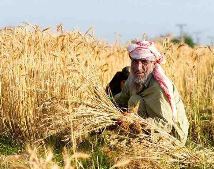حمایت از کشاورزان در پاکستان اقتصاد مقاومتی