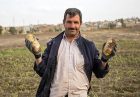 علی نیازی ضرر سیب زمینی کاران به دلیل کم کاری در تنظیم بازار