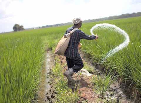 یارانه کود کشاورزی هند