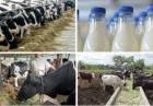 واردات شیر هند
