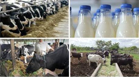 واردات شیر هند