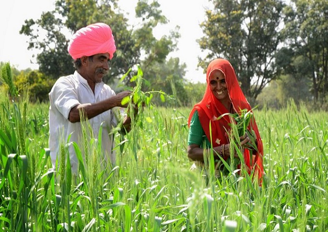 حمایت از تولید دانه های روغنی در هند اقتصاد مقاومتی