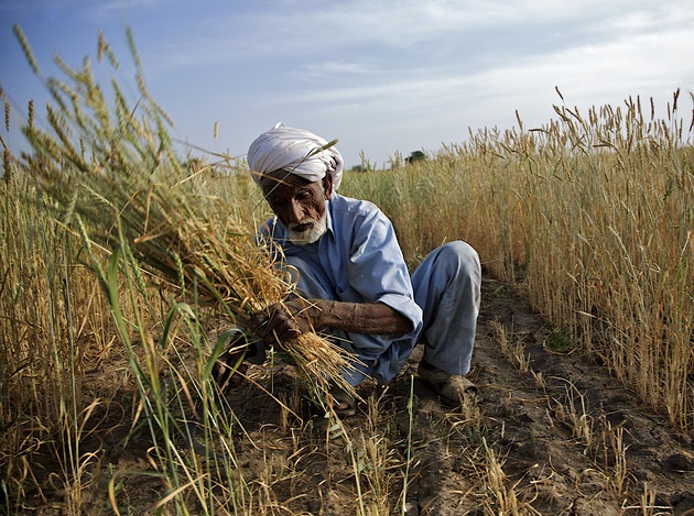کمبود گندم در پاکستان ضد اقتصاد مقاومتی