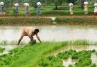 حمایت از کشاورزی هند