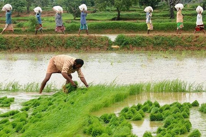 حمایت از کشاورزی هند