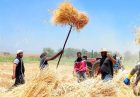 کشاورزی سوریه