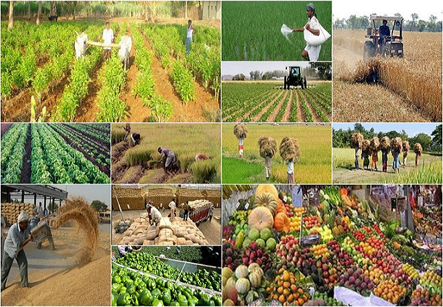 حمایت از رشد تولید محصولات اساسی کشاورزی اقتصاد مقاومتی