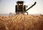 لزوم خودکفایی در تولید گندم اقتصاد مقاومتی