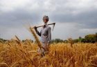 افزایش صادرات گندم+هند+مسیر اقتصاد+اقتصاد مقاومتی
