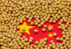 مدیریت واردات دانه سویا چین اقتصاد مقاومتی