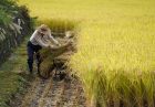 کشاورزی ژاپن اقتصاد مقاومتی