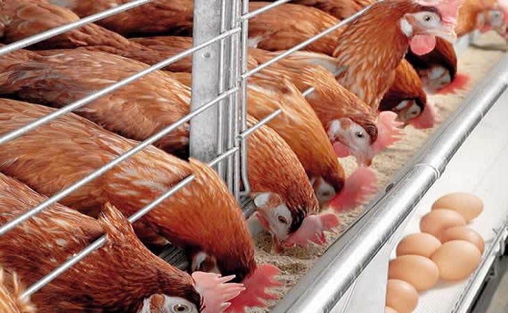 تولید تخم مرغ با حذف مرغ‌های تخمگذار کاهش یافت