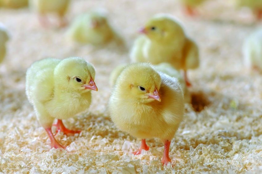 کاهش مصرف و افزایش هزینه های تولید 2 چالش تولید مرغ