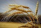 حمایت از تولید گندم اقتصاد مقاومتی