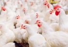 کاهش اتلاف 700 هزار تن خوارک طیور با تولید مرغ سایز