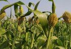 ایالات متحده از تحقیق و توسعه دانه سورگوم حمایت می‌کند