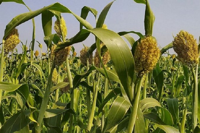 ایالات متحده از تحقیق و توسعه دانه سورگوم حمایت می‌کند