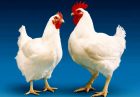 کاهش وابستگی به واردات «مرغ اجداد» از طریق احیای «لاین آرین»