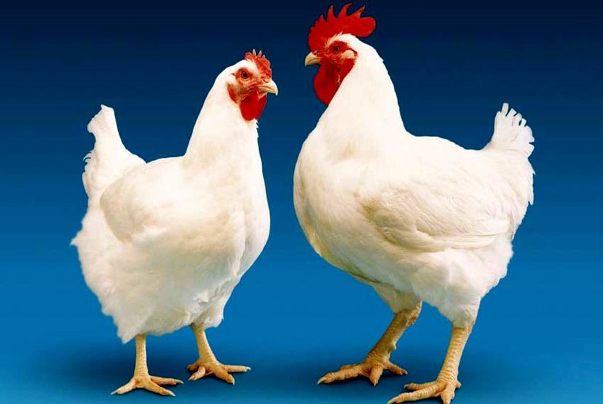 کاهش وابستگی به واردات «مرغ اجداد» از طریق احیای «لاین آرین»