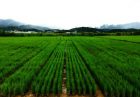 برنج چندباره چین و اوگاندا