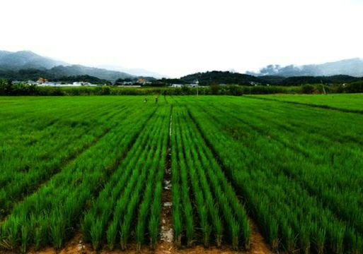 برنج چندباره چین و اوگاندا