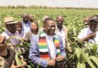 افزایش تولید کشاورزی زیمباوه در نتیجه تحریم‌های آمریکا