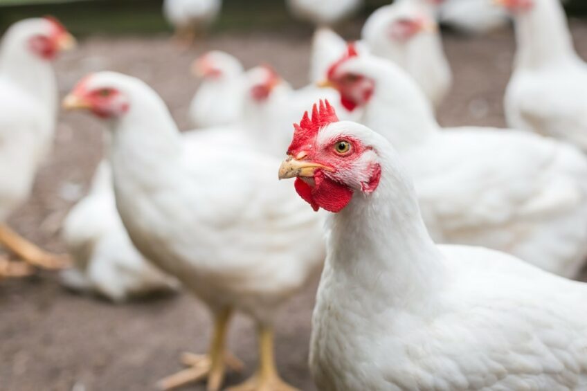 تا سال 2030 مرغ تامین‌کننده نیمی از گوشت مصرفی مردم جهان می‌شود