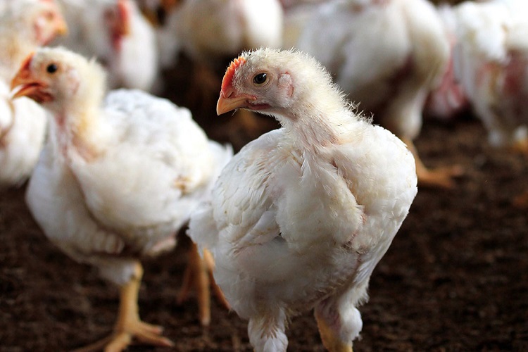 روسیه به سمت خوداتکایی در تولید گوشت مرغ حرکت می‌کند