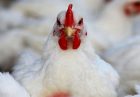 2 شرکت غربی «آویاژن» و «کاپ» مبدا واردات مرغ اجداد به ایران