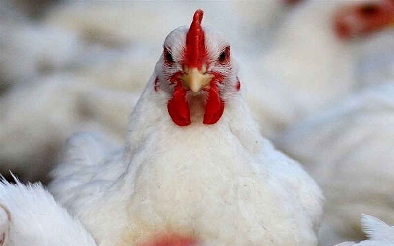 2 شرکت غربی «آویاژن» و «کاپ» مبدا واردات مرغ اجداد به ایران