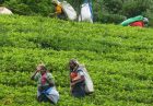 مزارع چای سریلانکا