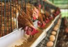 ایران صادرکننده و کشورهایی با افزایش قیمت و کمبود تخم مرغ رو‌به‌رو شدند