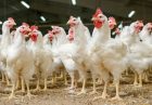 افزایش بهره‌وری و تولید گوشت سالم 2 اثر مهم تولید مرغ سایز