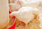 سهم 6 درصدی آرین از بازار مرغ تاثیری بر نوسانات قیمتی ندارد
