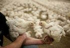 «جیره غذایی» عامل کلیدی در بهبود عملکرد مرغ آرین