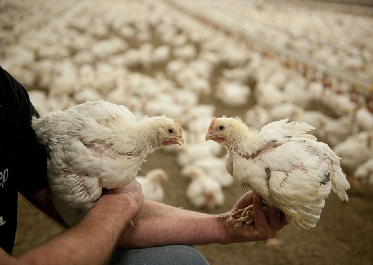 «جیره غذایی» عامل کلیدی در بهبود عملکرد مرغ آرین
