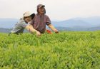 اصلاحات بخش کشاورزی ژاپن
