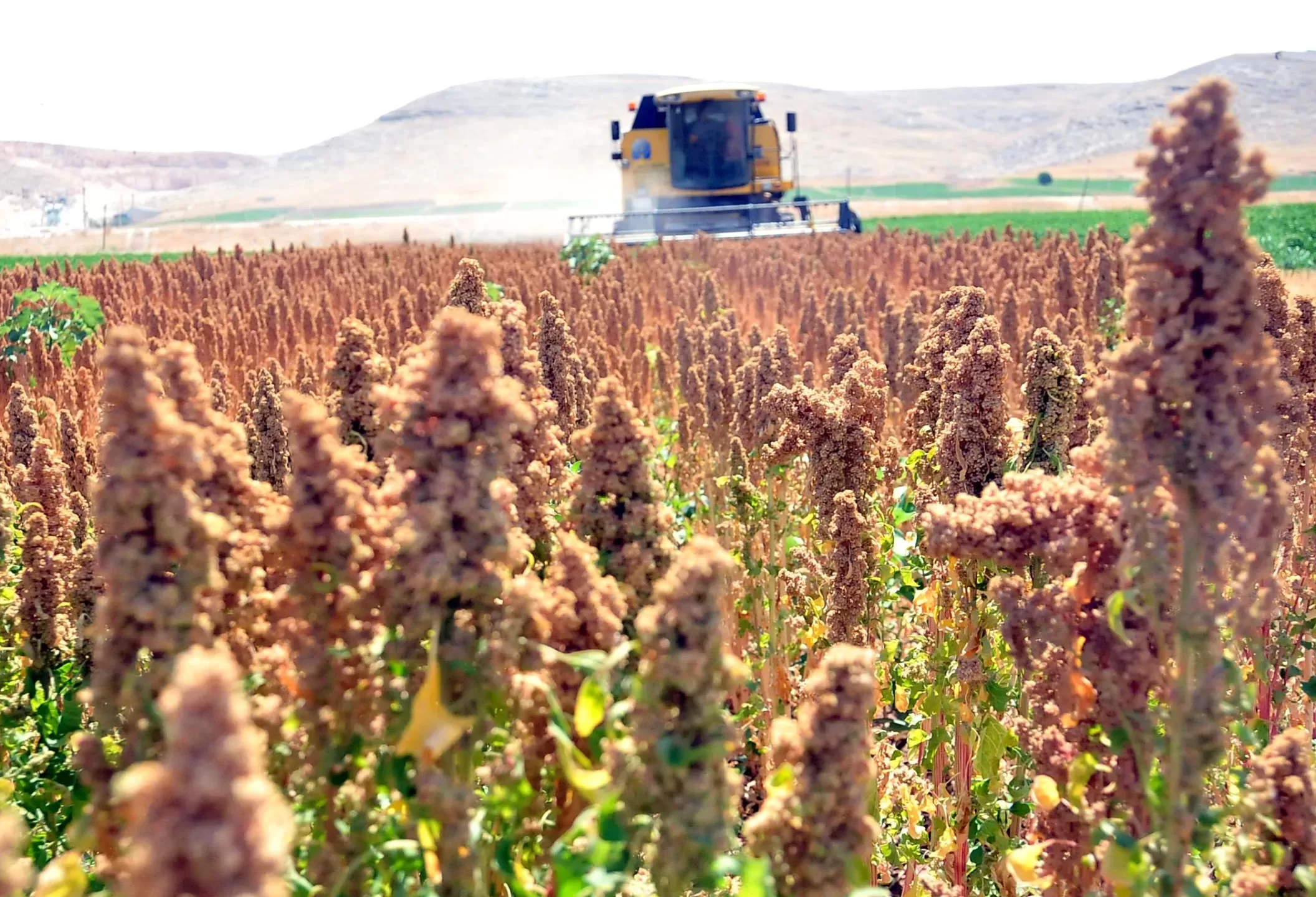 تجربه ترکیه در توسعه بخش کشاورزی