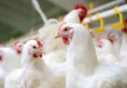 اعتبار 380 میلیارد تومانی مرغ آرین هنوز تخصیص داده نشده است