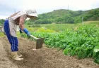 «امنیت غذایی» محور بازنگری در قانون اساسی ژاپن