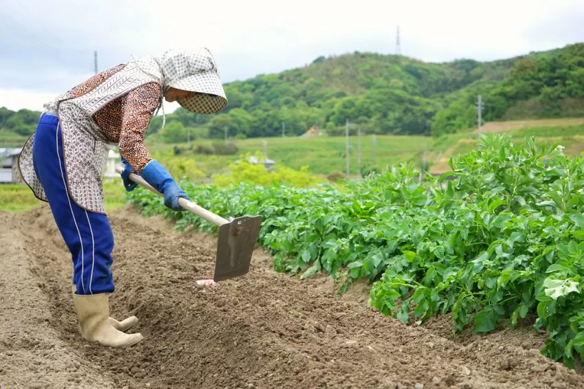 «امنیت غذایی» محور بازنگری در قانون اساسی ژاپن
