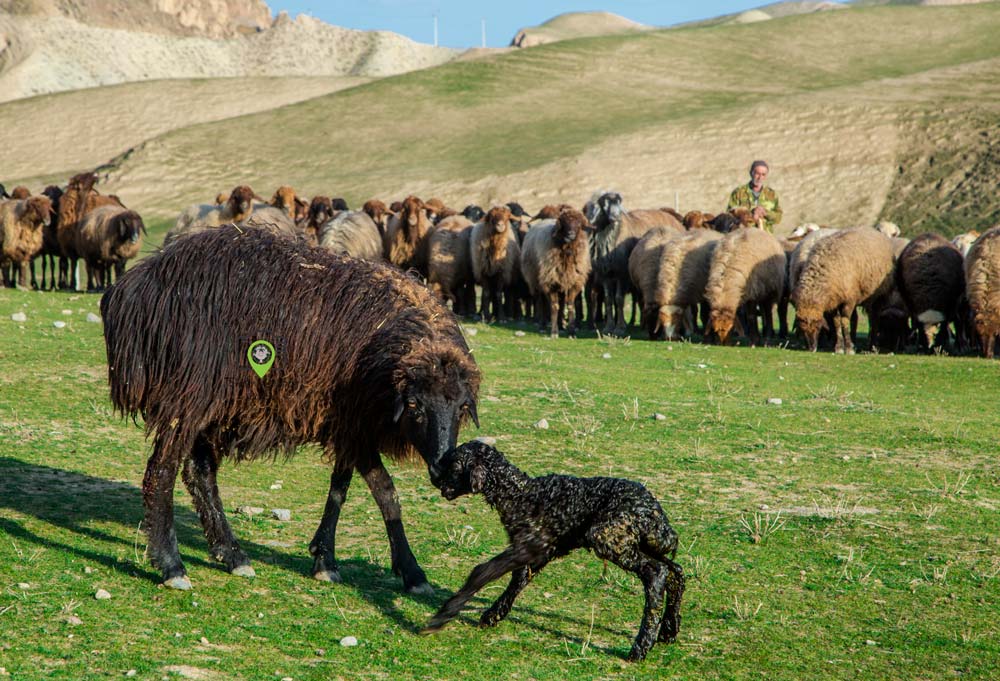 واردات نهاده دامی