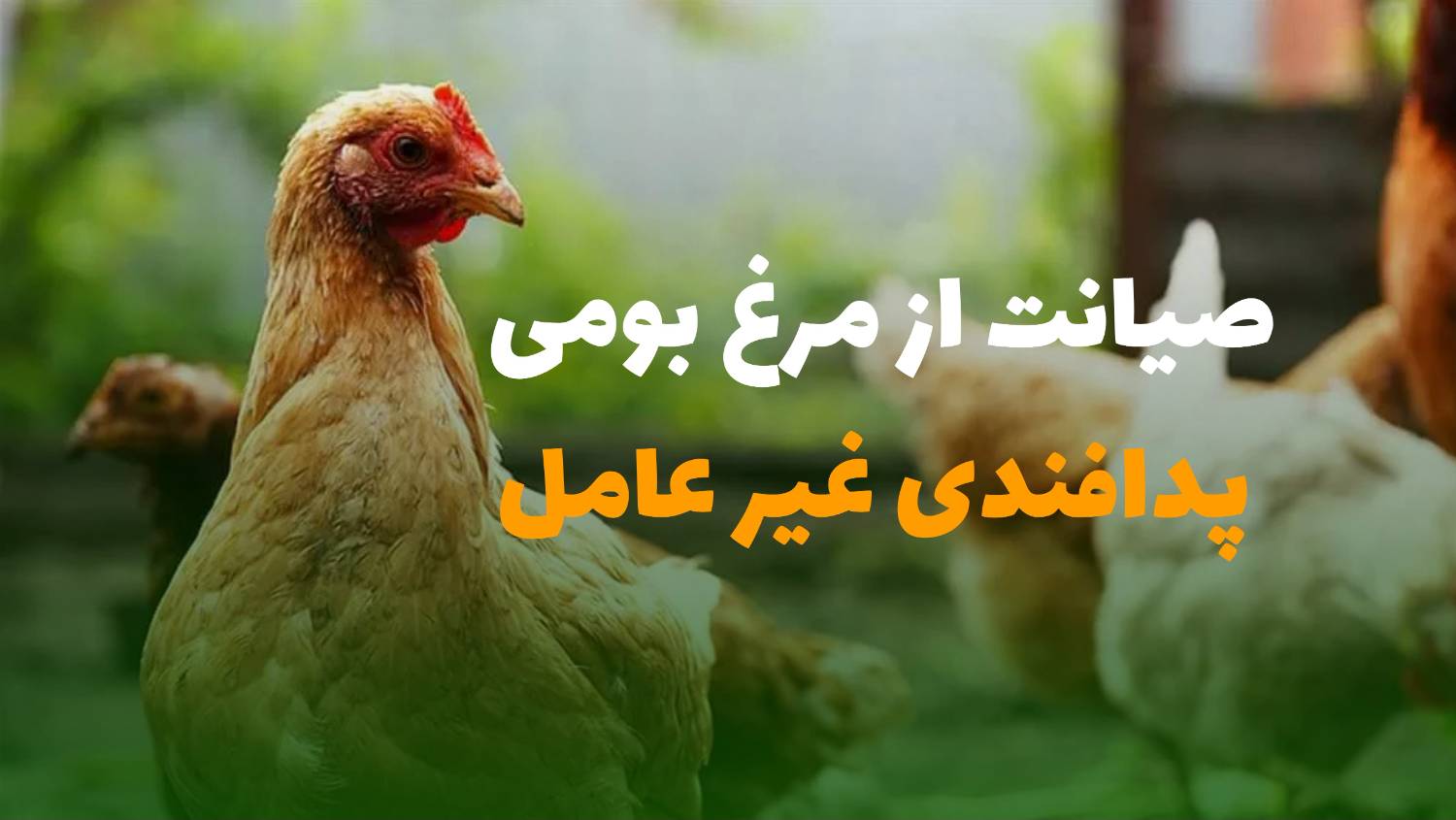 مرغ بومی پدافند غیر عامل